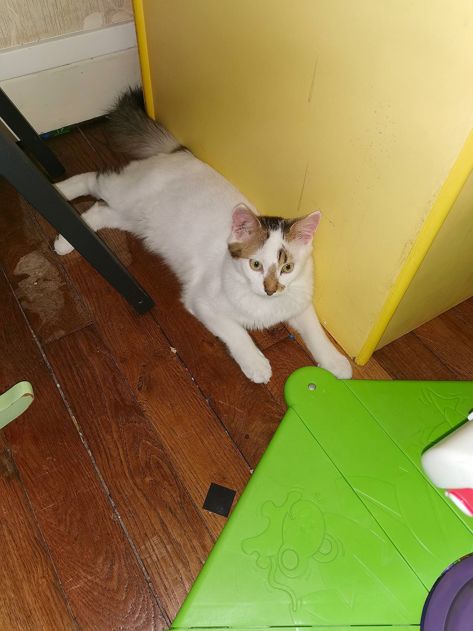 Olaf participe au concours pour gagner de l'argent avec cette photo : aegean_cat, carnivore, cat, domestic_short_haired_cat, european_shorthair, fawn, felidae, floor, flooring, hardwood, kitten, laminate_flooring, play, room, small_to_medium_sized_cats, table, tail, whiskers, wood