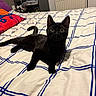 black_cat, cat, pet, bed, bedroom, indoor, feline, animal, curious, wide_eyes, white_bedspread, blue_lines, relaxed, lying_down, cute, domestic_animal, fur, ears, tail, cozy