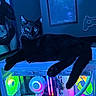 Krokmou participe au concours pour gagner de l'argent avec cette photo : black_cat, cat, gaming_pc, computer, rgb_lighting, geek, technology, poster, hogwarts, controller, electronics, indoor, pet, animal, feline, glowing, led_lights, cool_tone, relaxing, lounge