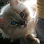kitten, cat, blue_eyes, fluffy, scratching_post, climbing, feline, pet, animal, whiskers, close_up, fur, playful, young_cat, cute, indoor, sunlight, backlit, paw, curious