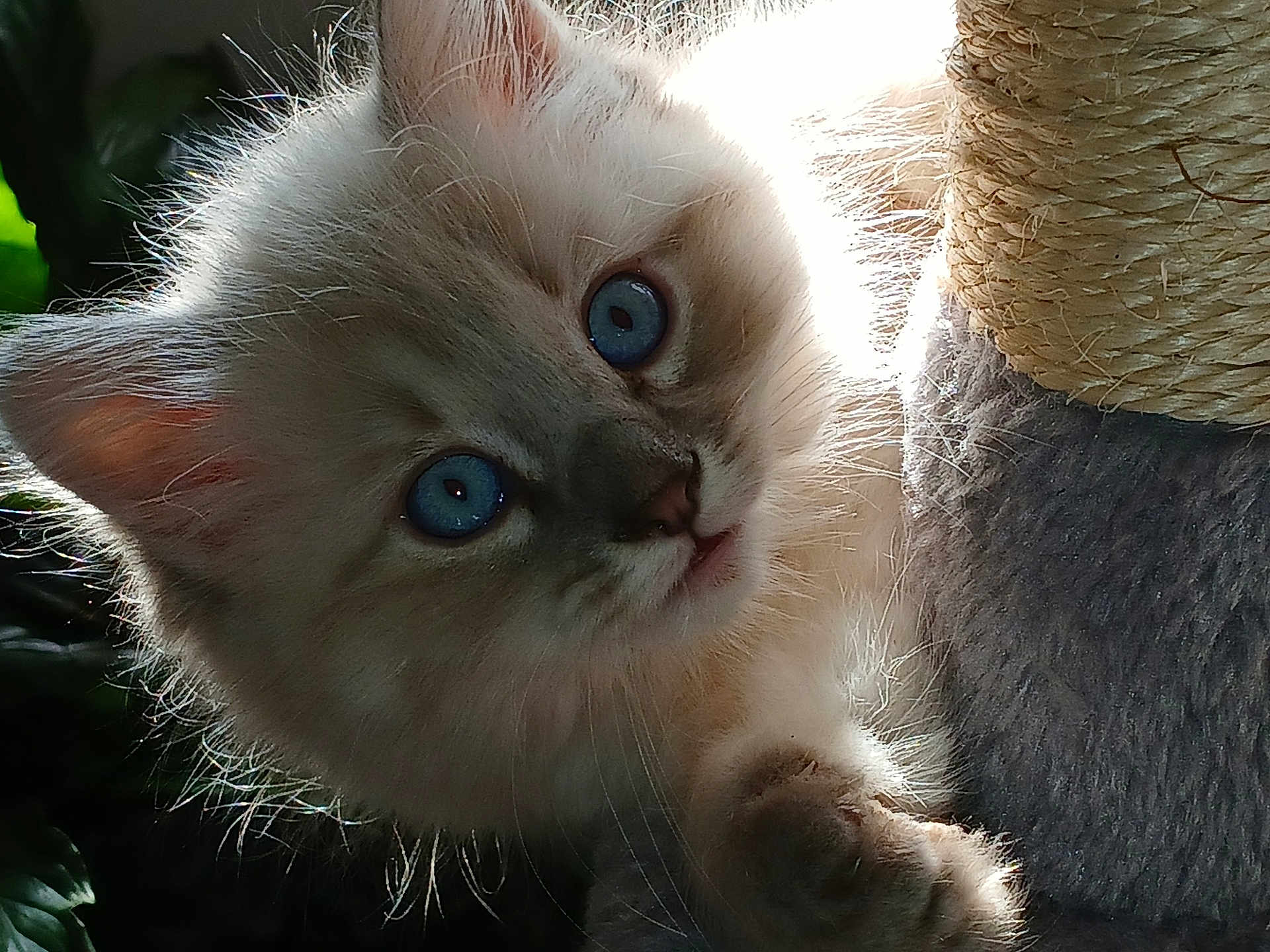 Grayson