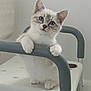 kitten, cat, blue_eyes, white_fur, gray_fur, chair, indoor, pet, curious, cute, animal, paw, handle, feline, young, small, looking, sitting, domestic_cat, fur