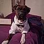 dog, boxer, tuxedo, bow_tie, bed, purple_bedspread, pet_clothing, indoor, portrait, canine, pet, animal, furniture, resting, brown_dog, white_paws, decor, picture_frame, home, casual