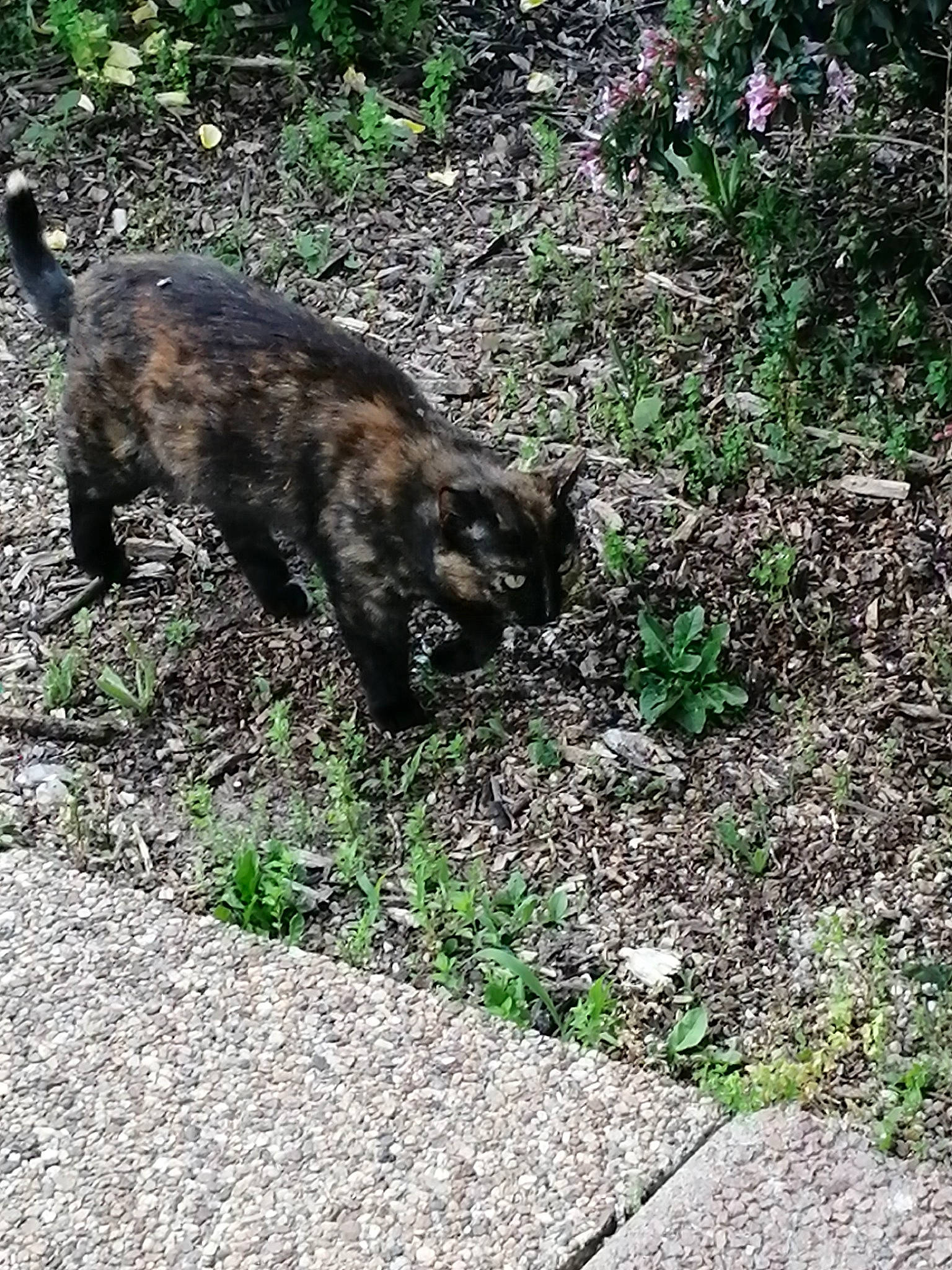 Nala a rejoint le concours — aidez-le/la à gagner de superbes lots ! canidae, carnivore, cat, claw, dog_breed, domestic_short_haired_cat, felidae, fur, grass, groundcover, nature_reserve, paw, plant, road_surface, small_to_medium_sized_cats, soil, sporting_group, tail, terrestrial_animal, whiskers