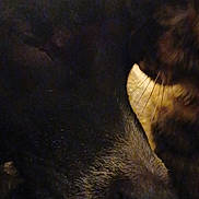 Nala a rejoint le concours — aidez-le/la à gagner de superbes lots ! dog, cat, pet, close_up, sleeping, whiskers, black_fur, tortoiseshell_fur, nose, muzzle, cozy, cuddle, fur_texture, indoor, soft_lighting, sofa, blanket, portrait, companion, dim_light