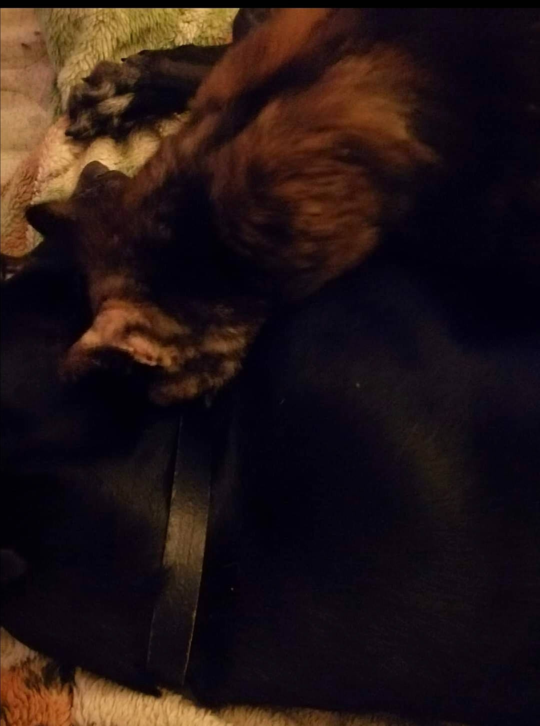 Nala participe au concours pour gagner de l'argent avec cette photo : canidae, carnivore, cat, cloud, comfort, companion_dog, dog_breed, fawn, felidae, flooring, human_leg, paw, sky, small_to_medium_sized_cats, snout, sporting_group, tail, tints_and_shades, whiskers, wood