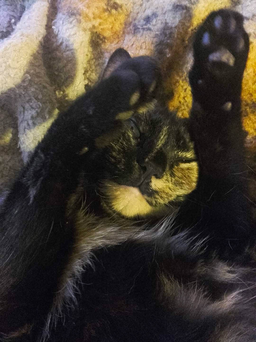 Nala a rejoint le concours — aidez-le/la à gagner de superbes lots ! carnivore, cat, claw, comfort, dog_breed, felidae, fur, gesture, liver, nap, painting, paw, small_to_medium_sized_cats, snout, sporting_group, tail, terrestrial_animal, tints_and_shades, whiskers, wildlife