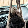 dog, puppy, small_dog, shaggy_fur, black_fur, brown_fur, pet, animal, sitting, hanging_bed, car, vehicle, dashboard, interior, windshield, seat, cozy, portrait, looking_at_camera, cute