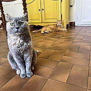 Romi participe au concours pour gagner de l'argent avec cette photo : cat, gray_cat, orange_cat, indoor, floor, tile_floor, cabinet, yellow_cabinet, furniture, pet, animal, domestic_animal, sitting, lying_down, curious, relaxed, home, room, close_up, background