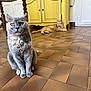 cat, gray_cat, orange_cat, indoor, floor, tile_floor, cabinet, yellow_cabinet, furniture, pet, animal, domestic_animal, sitting, lying_down, curious, relaxed, home, room, close_up, background