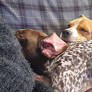 Ruby Youna Viaipy a rejoint le concours — aidez-le/la à gagner de superbes lots ! animal, blanket, brown, closeup, companion, couch, cozy, dog, fur, indoors, napping, pet, pile, plaid, relaxing, resting, sleeping, snuggle, spotted, white