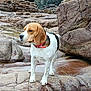 Youna participe au concours pour gagner de l'argent avec cette photo : animal, beagle, black, blur, brown, canine, collar, dog, ears, fur, landscape, nature, outdoor, pet, rock, rough_surface, snout, standing, white, wild