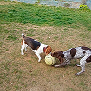 Youna participe au concours pour gagner de l'argent avec cette photo : activity, animal, beagle, black, brown, collar, dog, dogs, field, fun, grass, nature, outdoor, pets, playful, playing, pointer, soccer_ball, sports, white