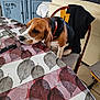 beagle, black, brown, cabinet, chair, collar, couch, dog, domestic, furniture, indoor, leaf_pattern, looking, pattern, pet, resting, table, tablecloth, waiting, white