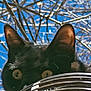 black_cat, cat, animal, pet, ears, eyes, outdoor, sky, branches, metal_grate, curious, nature, close_up, daylight, wildlife, looking, alert, feline, head, background