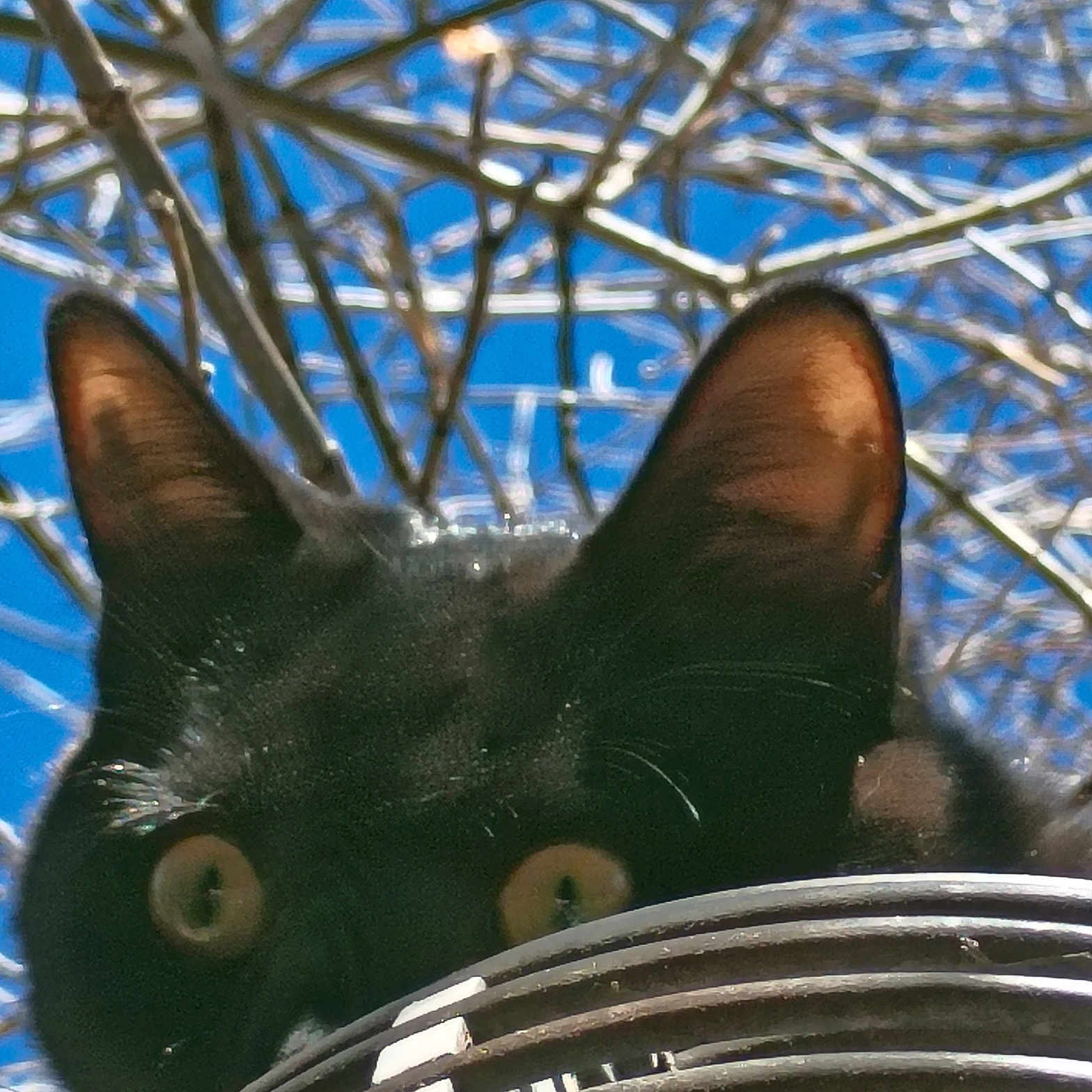 Bynxzie is registered to the contest to win money with this photo: alert, animal, background, black_cat, branches, cat, close_up, curious, daylight, ears, eyes, feline, head, looking, metal_grate, nature, outdoor, pet, sky, wildlife