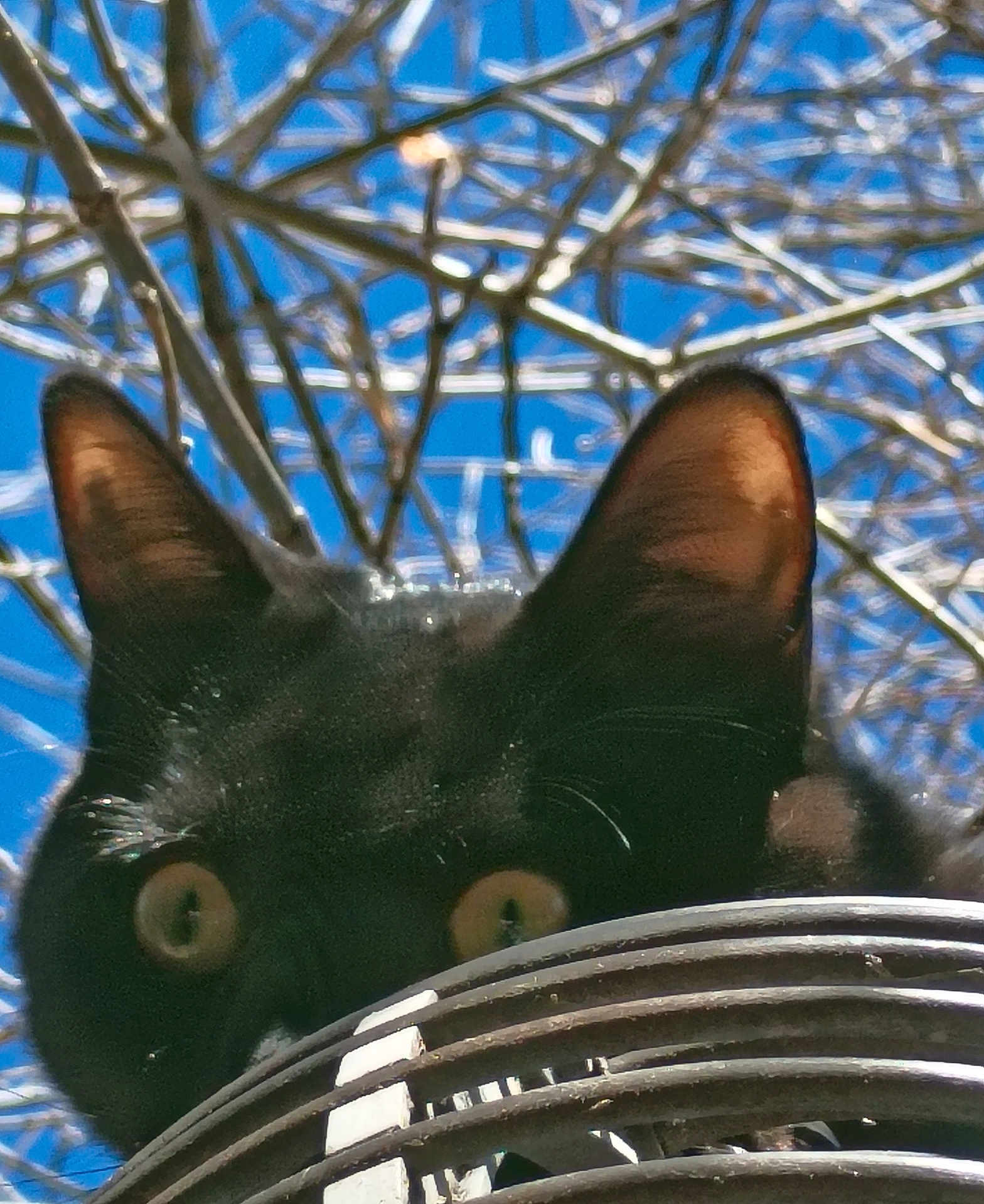 Bynxzie is registered to the contest to win money with this photo: black_cat, cat, animal, pet, ears, eyes, outdoor, sky, branches, metal_grate, curious, nature, close_up, daylight, wildlife, looking, alert, feline, head, background