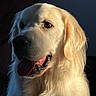 dog, golden_retriever, pet, animal, tongue_out, fur, portrait, close_up, happy, indoor, mammal, canine, face, ears, whiskers, nose, light, shadow, cute, friendly