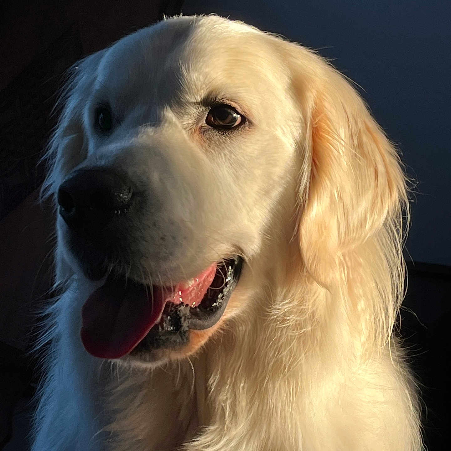 Sky a rejoint le concours — aidez-le/la à gagner de superbes lots ! dog, golden_retriever, pet, animal, tongue_out, fur, portrait, close_up, happy, indoor, mammal, canine, face, ears, whiskers, nose, light, shadow, cute, friendly