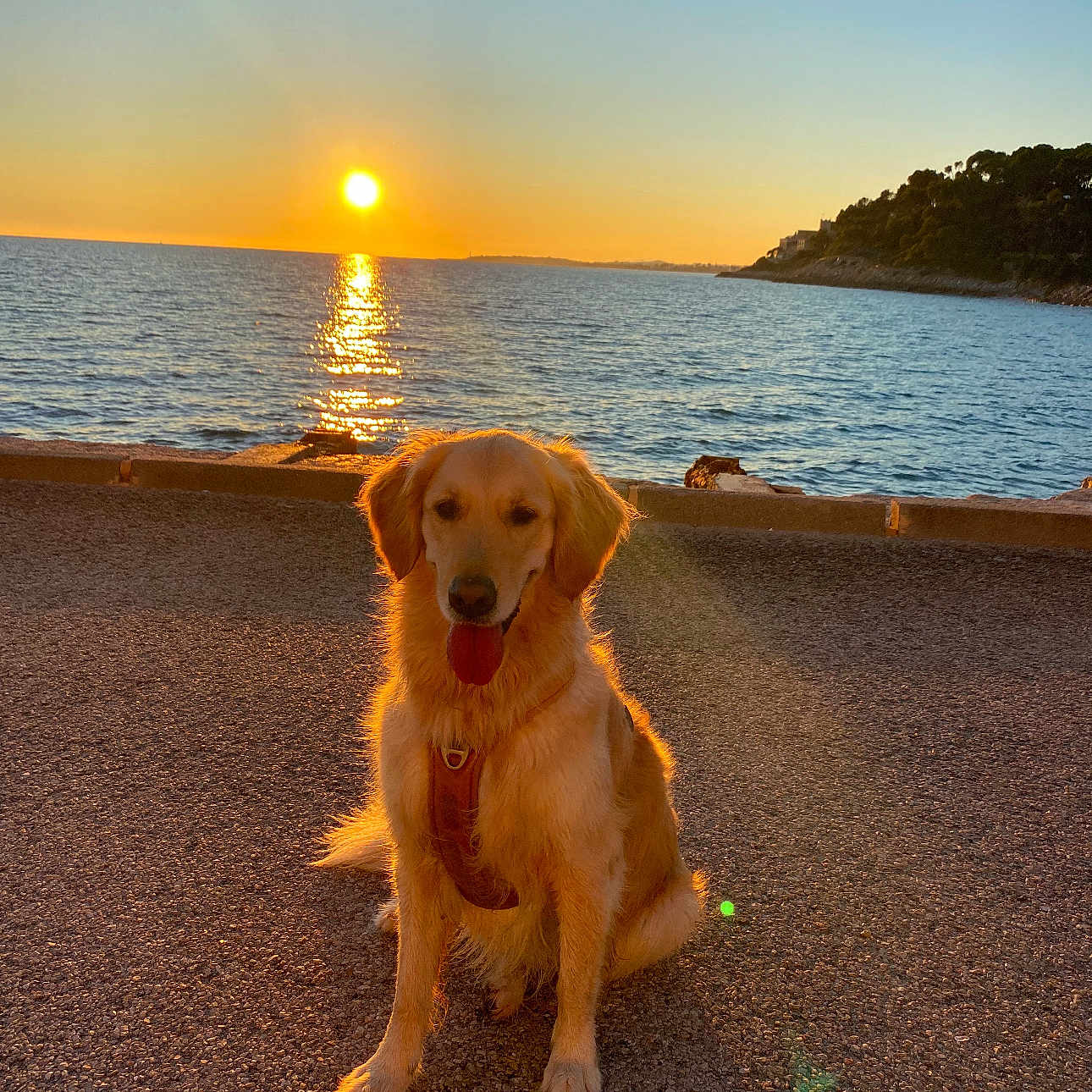 Sally a rejoint le concours — aidez-le/la à gagner de superbes lots ! animal, ball, beach, canine, coast, dog, goldenretriever, horizon, nature, outdoors, pet, puppy, sea, shoreline, sky, sport, sunset, tennis, tennisball, water