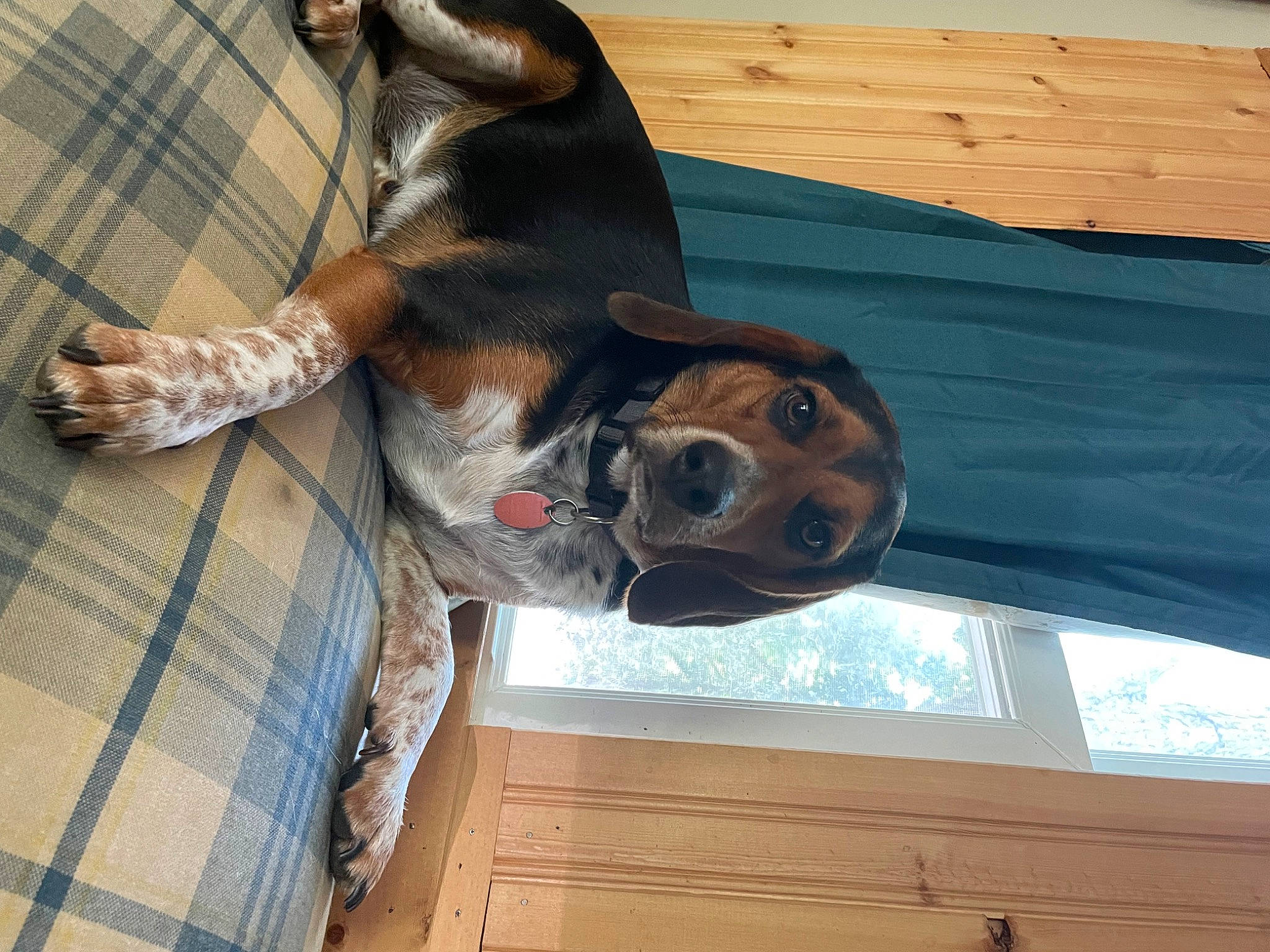 Kylo joined the competition — help win amazing prizes! canidae, carnivore, companion_dog, dog_breed, fawn, fur, guard_dog, hardwood, liver, pet_supply, snout, sporting_group, wood, working_animal