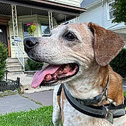 Phoenix is registered to the contest to win money with this photo: dog, canine, pet, outdoor, grass, house, sidewalk, harness, tongue, happy, smiling, greenery, bushes, flower, leash, collar, daytime, frontyard, muzzle, ear
