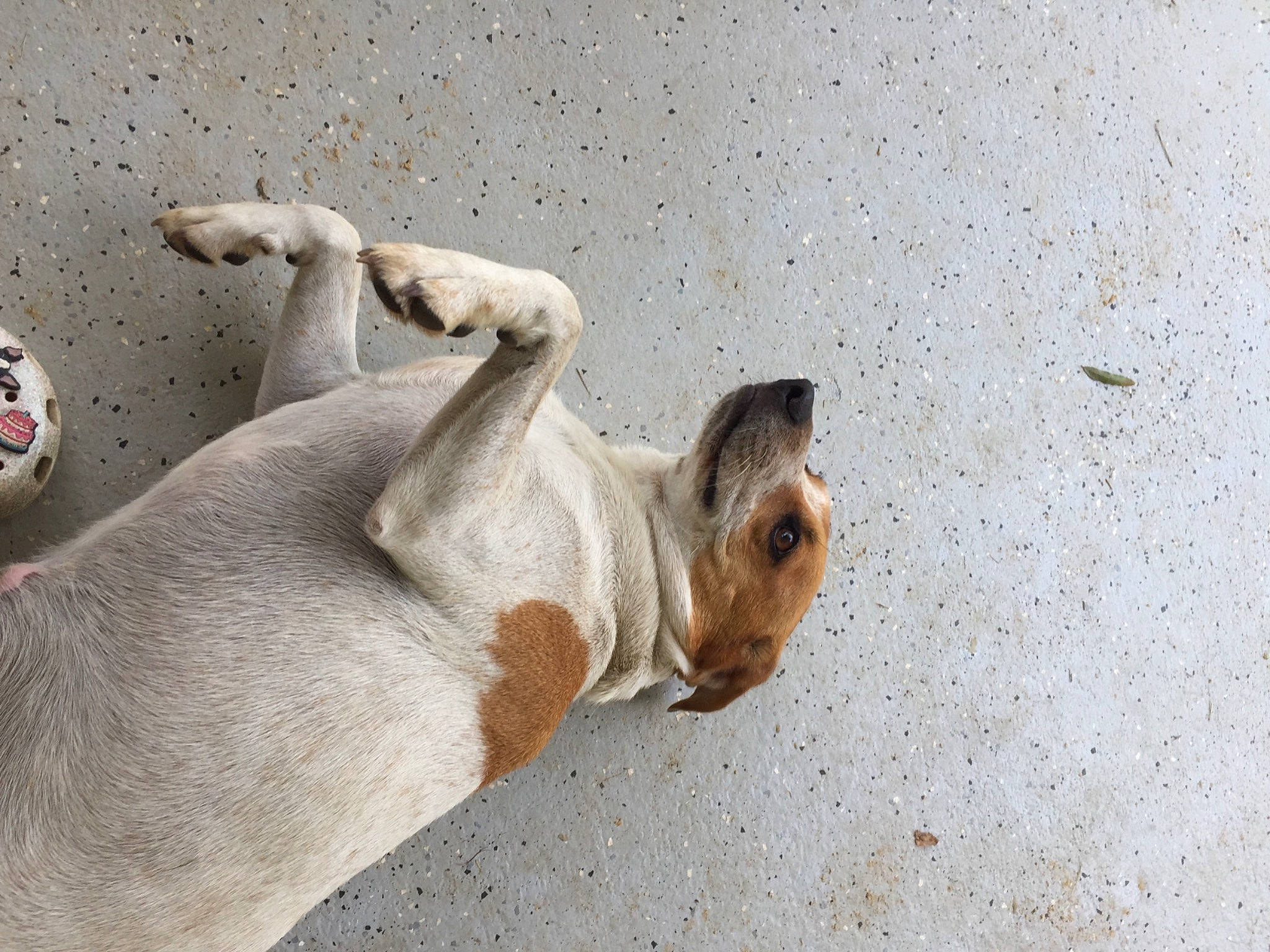 Max is registered to the contest to win money with this photo: canidae, carnivore, comfort, companion_dog, dog, dog_breed, fawn, human_leg, nap, non_sporting_group, paw, sand, sporting_group, street_dog, terrestrial_animal, vertebrate, working_animal