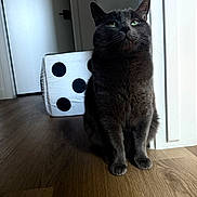 Mr Grey is registered to the contest to win money with this photo: animal, cat, cozy, cute, dice_cushion, domestic_animal, door, feline, flooring, gray_cat, green_eyes, home_interior, indoor, looking_up, minimalist_room, pet, shadow, sitting, soft_light, wooden_floor