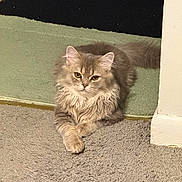 Murka is registered to the contest to win money with this photo: cat, fluffy, carpet, mat, indoor, pet, fur, animal, resting, cute, domestic, relaxed, feline, crossed_paws, wall, corner, brown, gray, long_hair, eyes
