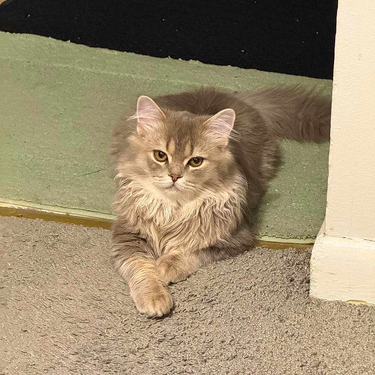 Murka is registered to the contest to win money with this photo: cat, fluffy, carpet, mat, indoor, pet, fur, animal, resting, cute, domestic, relaxed, feline, crossed_paws, wall, corner, brown, gray, long_hair, eyes