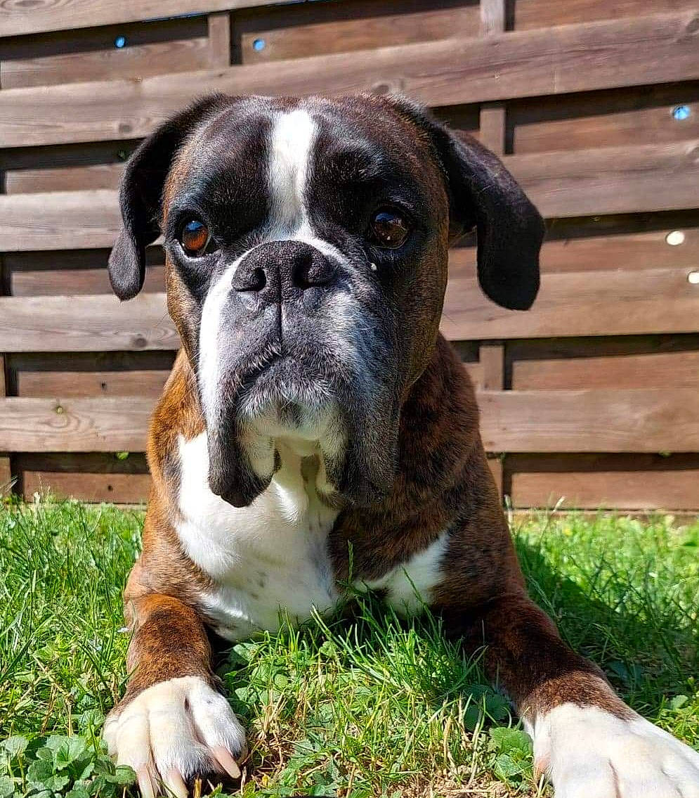 Monroe a rejoint le concours — aidez-le/la à gagner de superbes lots ! boxer, bulldog, canidae, carnivore, companion_dog, dog, dog_breed, fawn, grass, molosser, non_sporting_group, plant, snout, sporting_group, terrestrial_animal, whiskers, wood, working_animal, working_dog, wrinkle
