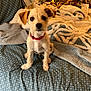 Maxine joined the competition — help win amazing prizes! dog, puppy, small_dog, bed, blanket, red_collar, indoor, curious, scruffy, pet, cute, cozy, furniture, blue_bedspread, gray_sweatshirt, looking_at_camera, animal, domestic, young_dog, sitting