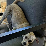 Maxine is registered to the contest to win money with this photo: dog, pet, chair, furniture, playful, curious, gray, cushion, outdoor, paw, animal, scruffy, head, legs, metal, seat, canine, portrait, expression, home