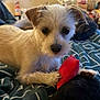 Maxine is registered to the contest to win money with this photo: dog, toy, blanket, indoor, pet, cozy, fur, paw, bedroom, curious, small_dog, playing, resting, closeup, cute, animal, companion, home, comfort, relaxed