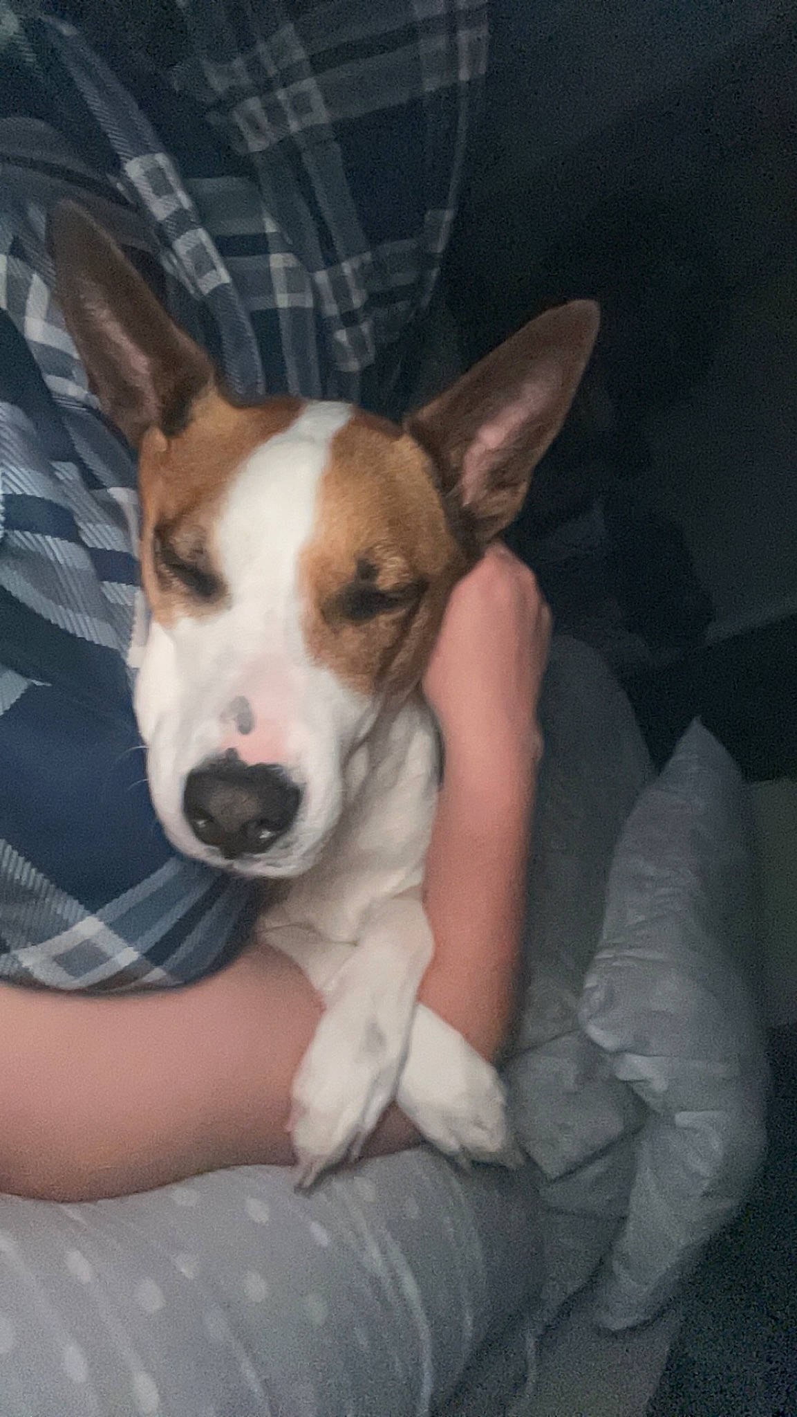 Blake joined the competition — help win amazing prizes! canidae, carnivore, comfort, companion_dog, dog, dog_breed, dog_supply, ear, fawn, fur, non_sporting_group, pattern, plaid, sitting, snout, sporting_group, tartan, whiskers, working_animal