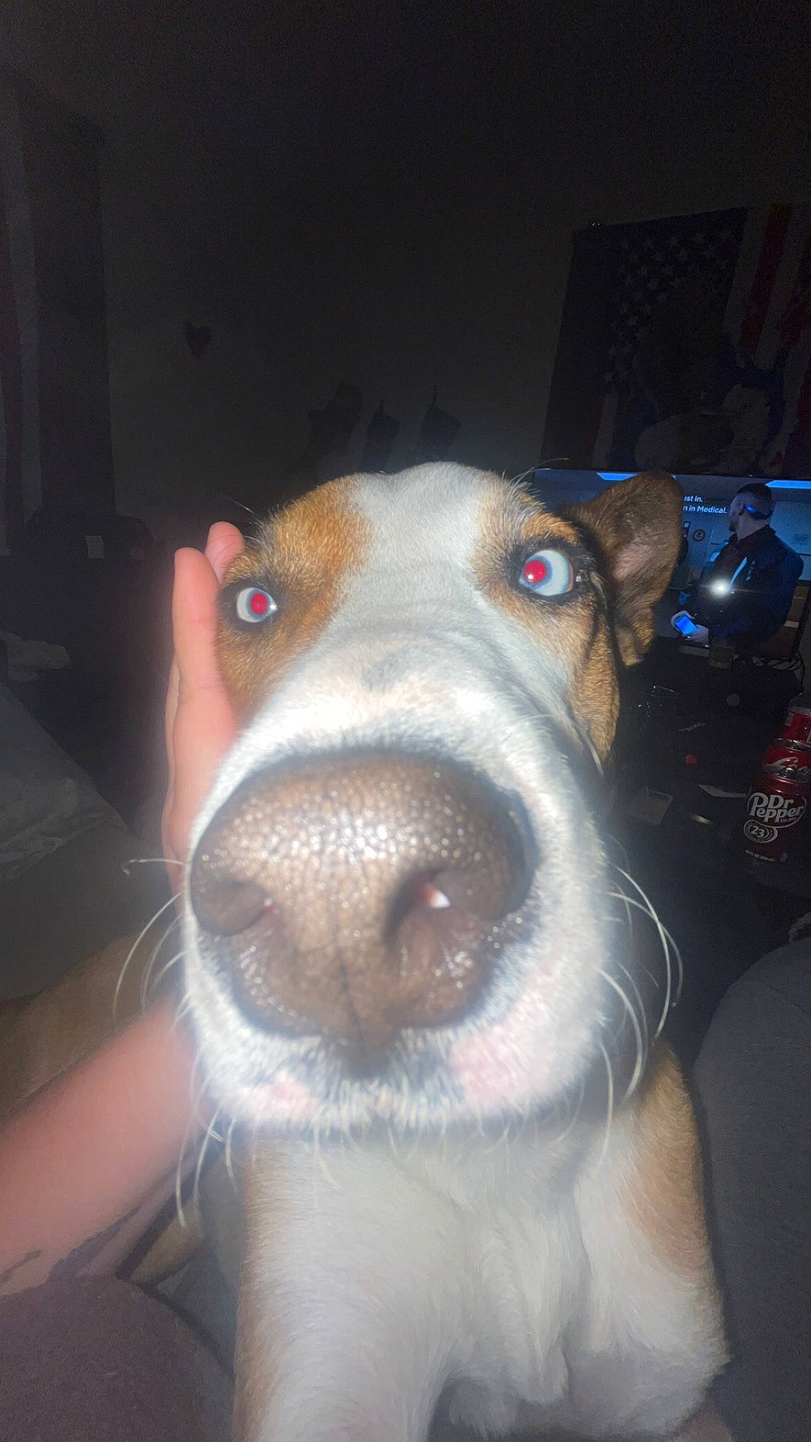 Blake joined the competition — help win amazing prizes! canidae, carnivore, companion_dog, dog, dog_breed, ear, fawn, flesh, fur, jaw, non_sporting_group, snout, sporting_group, whiskers, working_animal