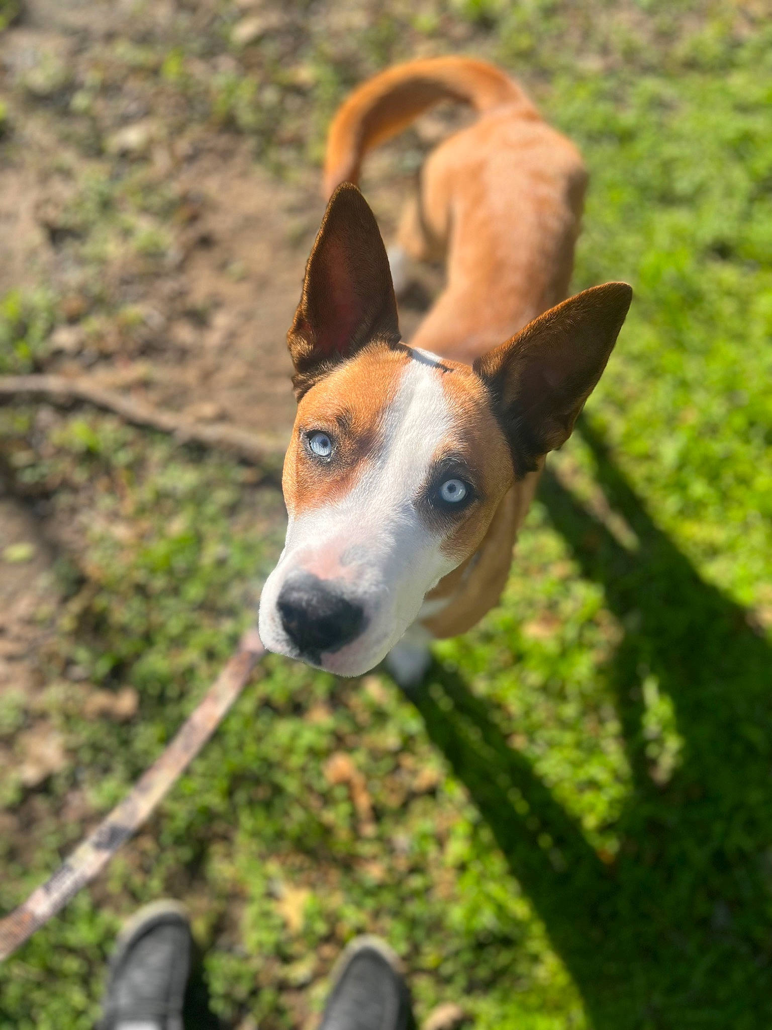 Blake joined the competition — help win amazing prizes! ancient_dog_breeds, carnivore, chilean_fox_terrier, collar, companion_dog, dog, dog_breed, dog_sports, fawn, foot, grass, hound, irishjacks, plant, sandal, terrestrial_animal, terrier, whiskers, wood, working_animal