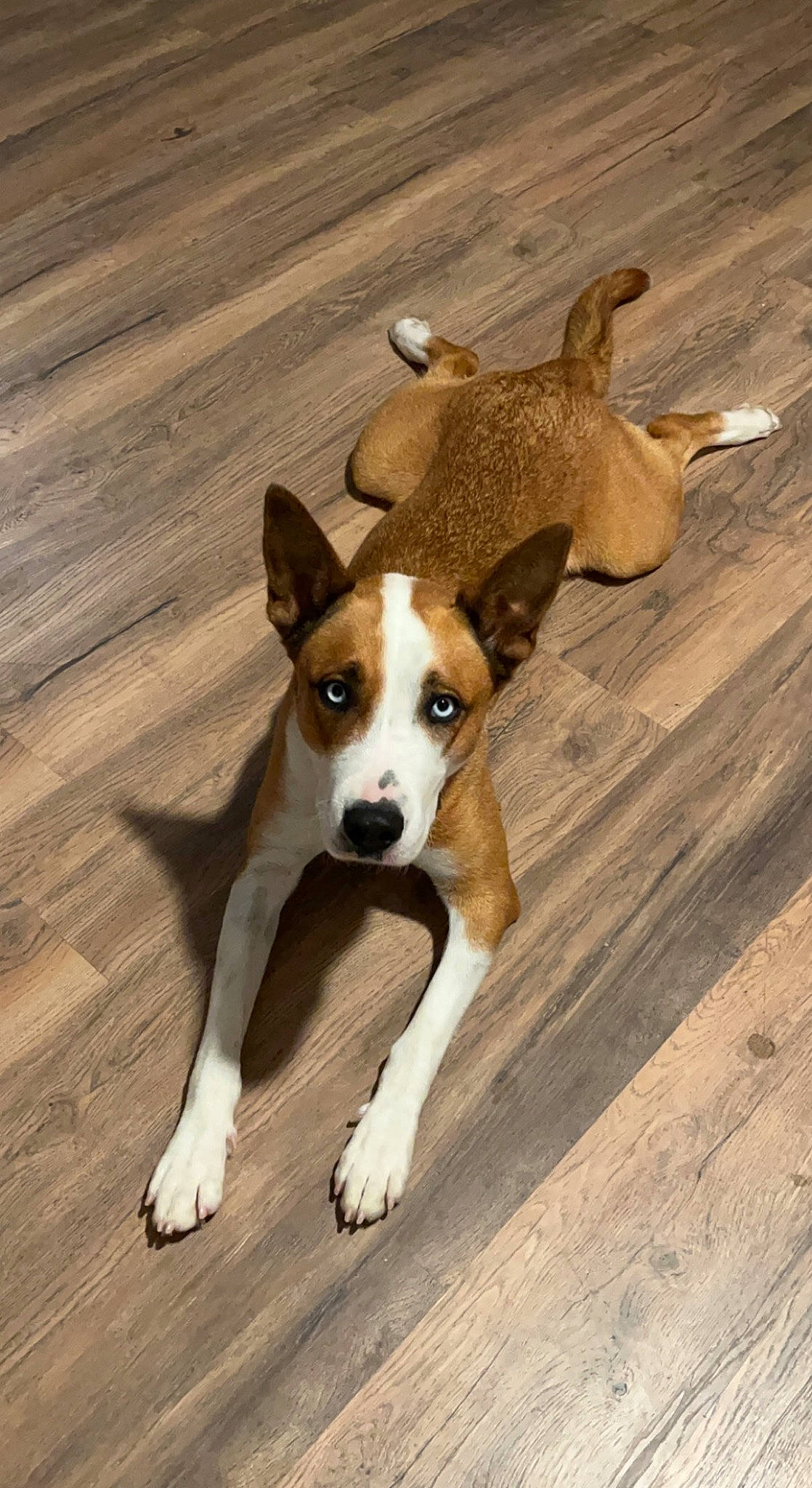 Blake is registered to the contest to win money with this photo: balance, canidae, carnivore, companion_dog, dog, dog_breed, fawn, flooring, hardwood, paw, plank, snout, sporting_group, tail, terrestrial_animal, varnish, wood, wood_flooring, wood_stain, working_animal