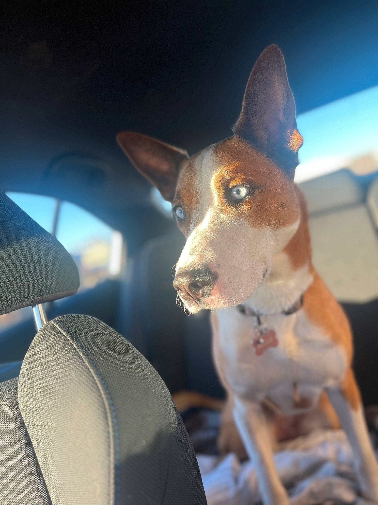 Blake is registered to the contest to win money with this photo: ancient_dog_breeds, canidae, car_seat_cover, carnivore, collar, companion_dog, dog, dog_breed, dog_collar, fawn, head_restraint, hunting_dog, non_sporting_group, sporting_group, vehicle_door, whiskers, windshield, working_animal, working_dog
