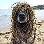 Nala a rejoint le concours — aidez-le/la à gagner de superbes lots ! dog, seaweed, beach, sand, water, sea, nature, outdoor, animal, pet, funny, portrait, canine, coast, shoreline, wet, closeup, head, fur, expression