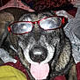 Nala participe au concours pour gagner de l'argent avec cette photo : dog, glasses, tongue_out, bed, blanket, pillow, indoor, pet, animal, fur, canine, playful, closeup, smiling, resting, cozy, muzzle, sleeping_area, comfort, happy
