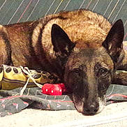 Nala participe au concours pour gagner de l'argent avec cette photo : dog, couch, pet, resting, toy, indoor, brown_fur, ears, face, patterned, blanket, relaxed, animal, canine, laying_down, domestic_animal, comfort, furniture, closeup, home
