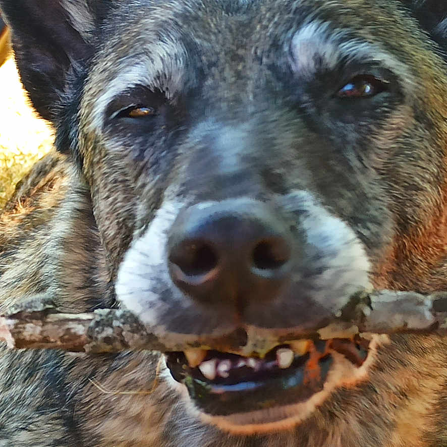 Nala participe au concours pour gagner de l'argent avec cette photo : animal, blanket, canine, close_up, daylight, dog, fur, grass, happy, mouth, nature, nose, orange_blanket, outdoor, pet, playful, resting, stick, tent, tongue