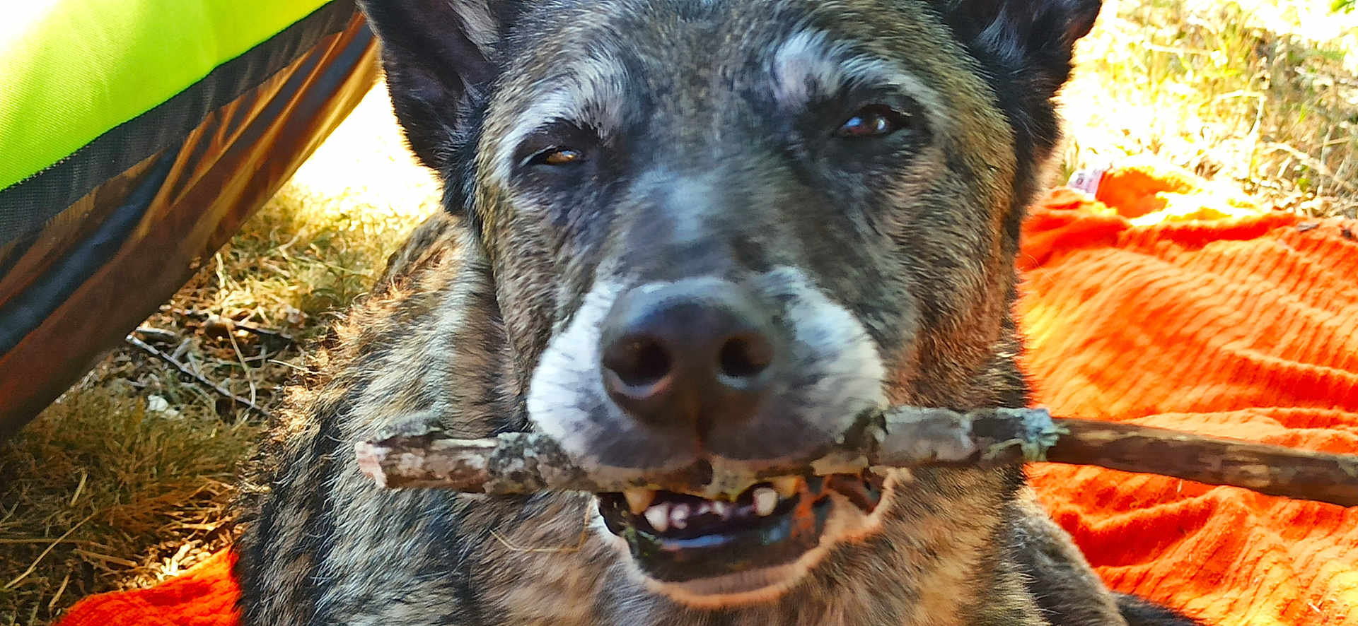 Nala participe au concours pour gagner de l'argent avec cette photo : dog, stick, outdoor, grass, blanket, orange_blanket, close_up, canine, pet, animal, tongue, mouth, fur, tent, nature, playful, happy, resting, daylight, nose