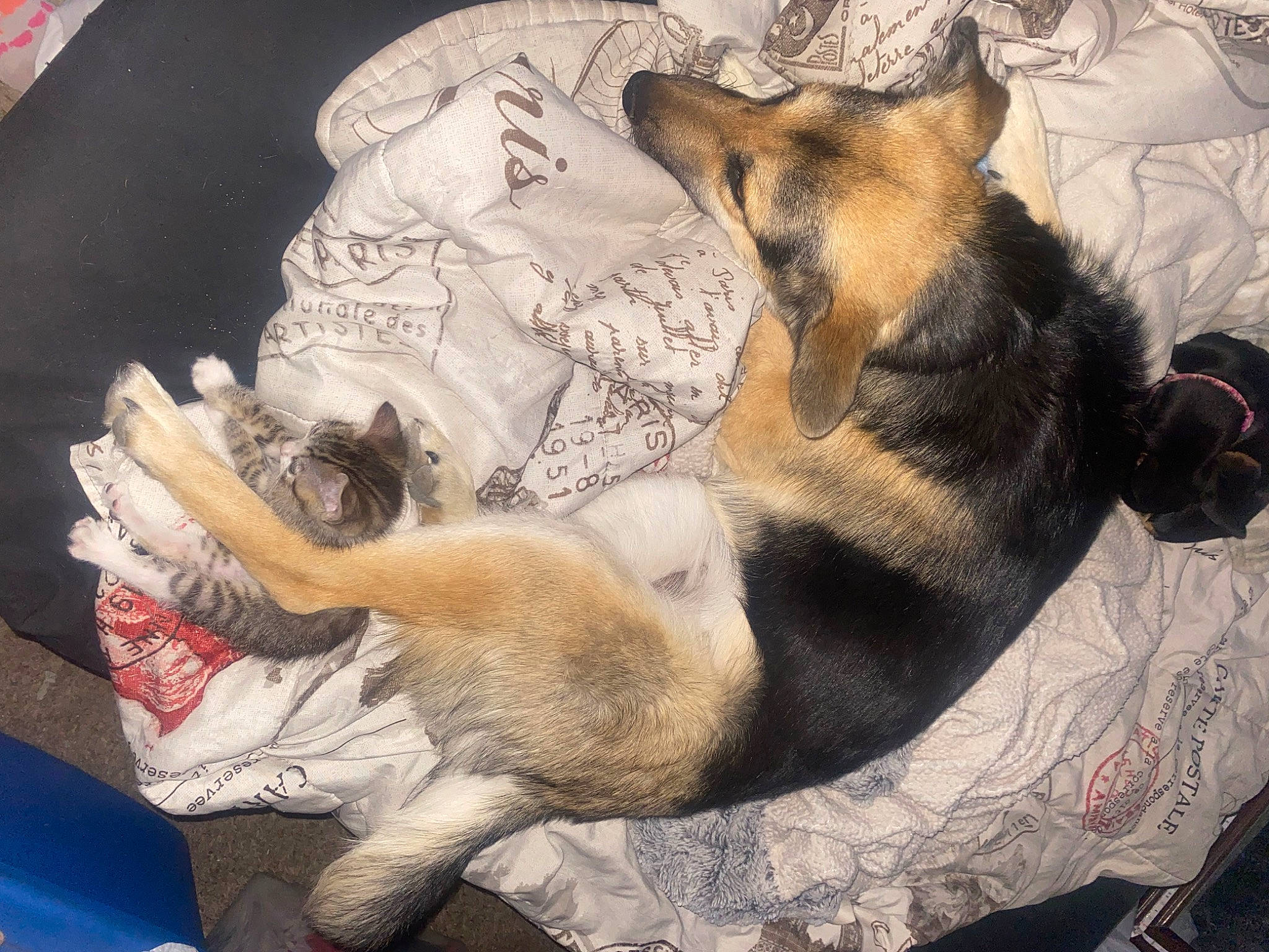 Tom joined the competition — help win amazing prizes! canidae, carnivore, comfort, companion_dog, dog, dog_bed, dog_breed, dog_supply, fawn, felidae, fur, german_shepherd_dog, guard_dog, linens, nap, paw, snout, sporting_group, tail, working_dog