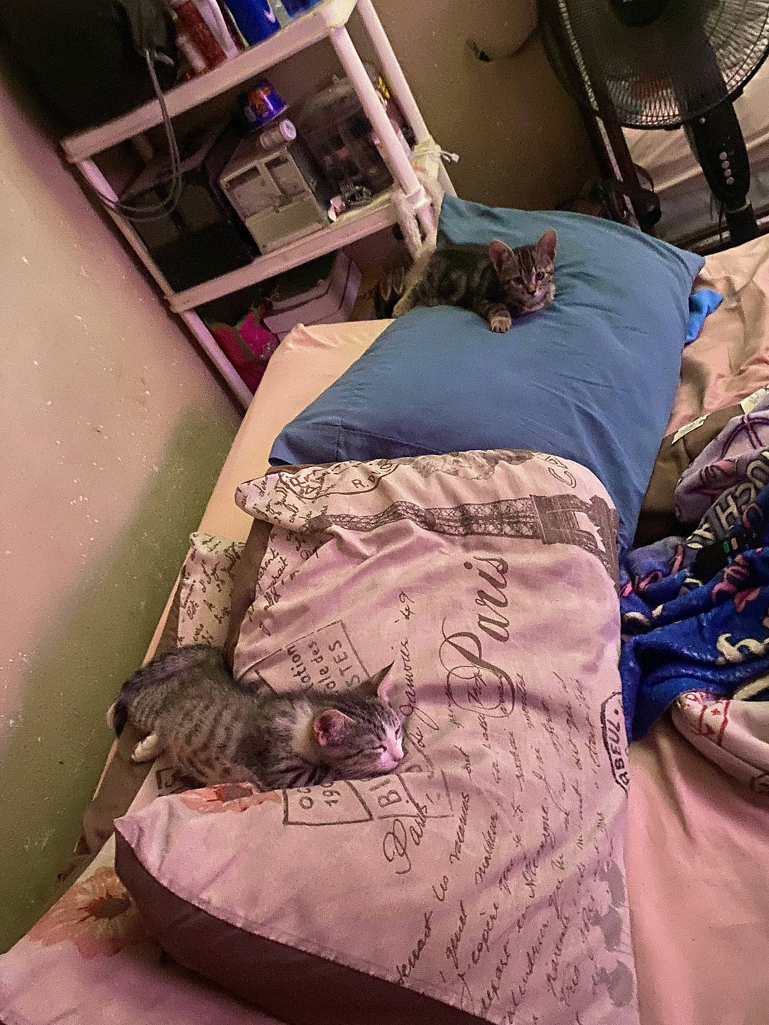 Tom is registered to the contest to win money with this photo: bed, bed_sheet, bedding, comfort, felidae, flesh, fur, human_leg, linens, machine, magenta, pattern, purple, room, service, small_to_medium_sized_cats, t_shirt, textile, thigh, tints_and_shades