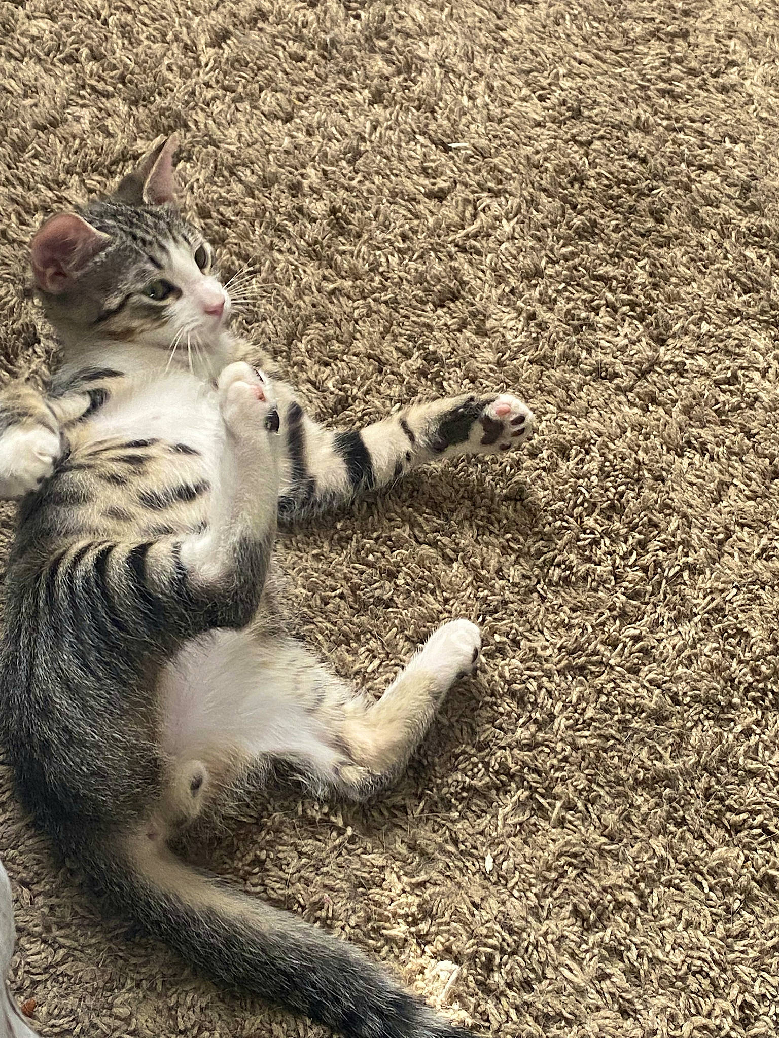 Tom is registered to the contest to win money with this photo: carnivore, cat, claw, domestic_short_haired_cat, eye, fawn, felidae, foot, fur, grass, human_leg, paw, plant, small_to_medium_sized_cats, snout, soil, tail, terrestrial_animal, tree, whiskers