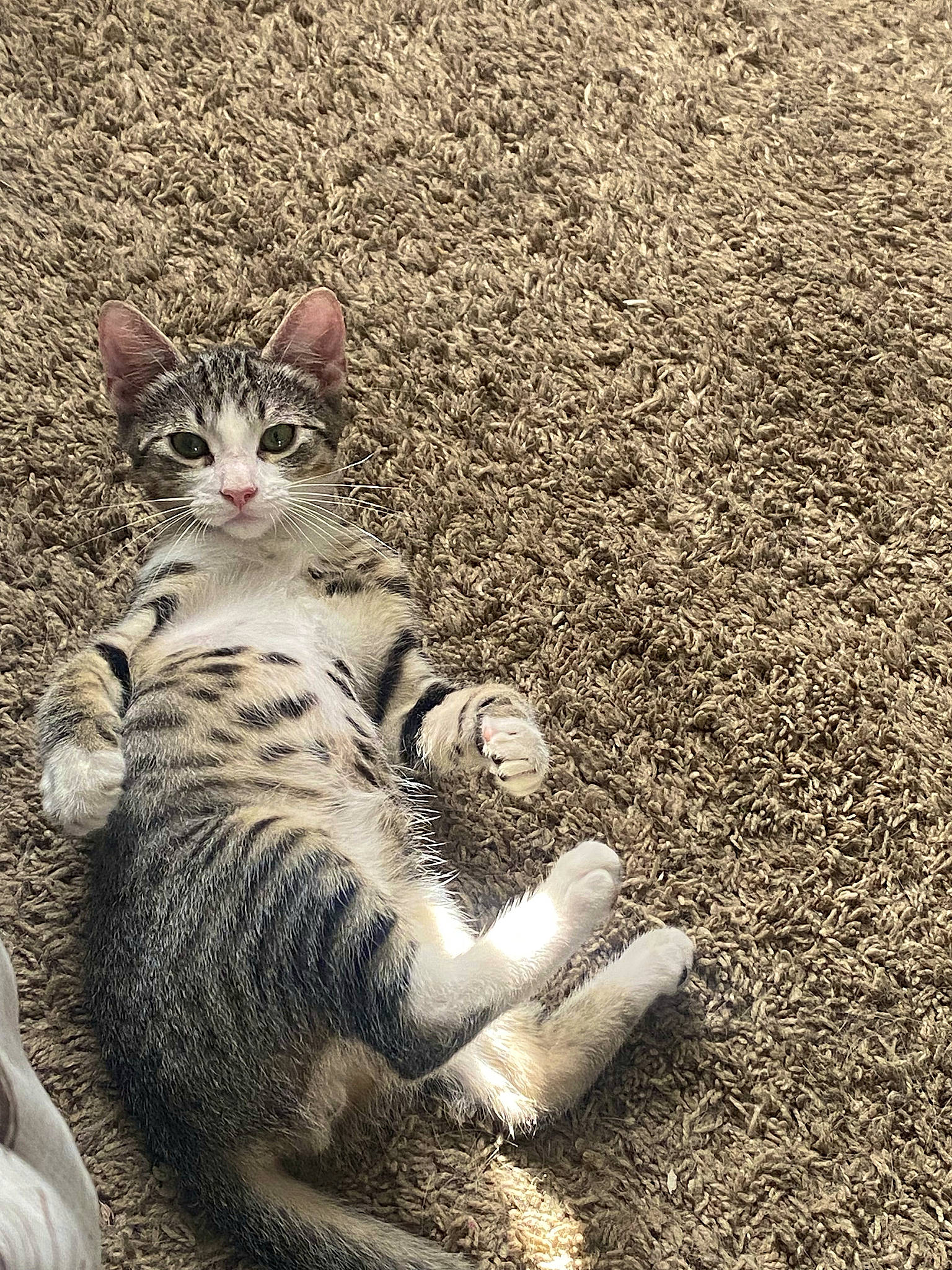 Tom joined the competition — help win amazing prizes! asphalt, carnivore, cat, claw, domestic_short_haired_cat, felidae, foot, fur, grass, paw, road_surface, sand, small_to_medium_sized_cats, snout, soil, tail, terrestrial_animal, tree, whiskers, wildlife