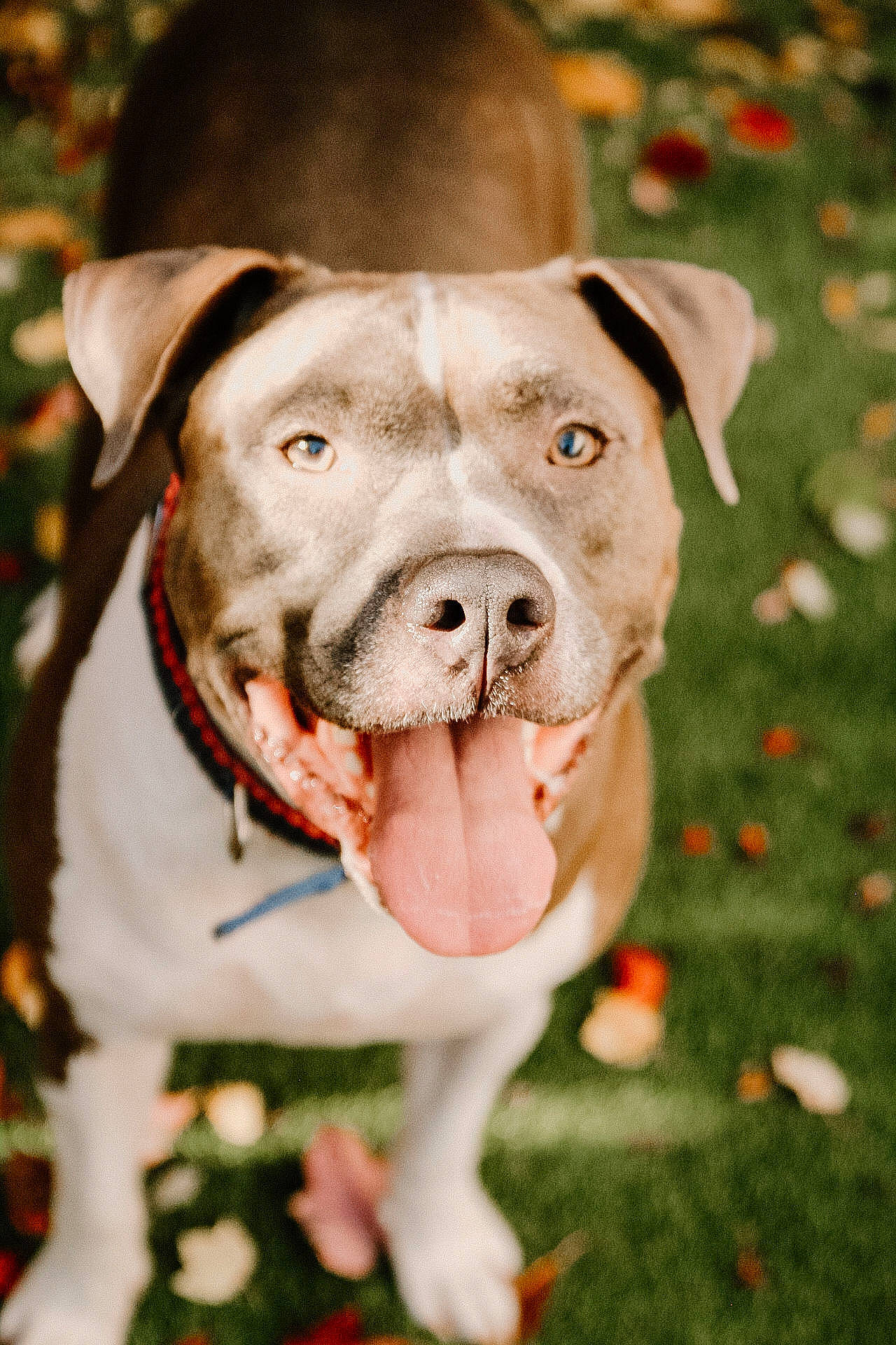 Grizzly is registered to the contest to win money with this photo: canidae, carnivore, collar, companion_dog, dog, dog_breed, dog_collar, ear, fashion_accessory, fawn, fur, grass, leash, liver, pet_supply, plant, snout, sporting_group, whiskers, working_animal