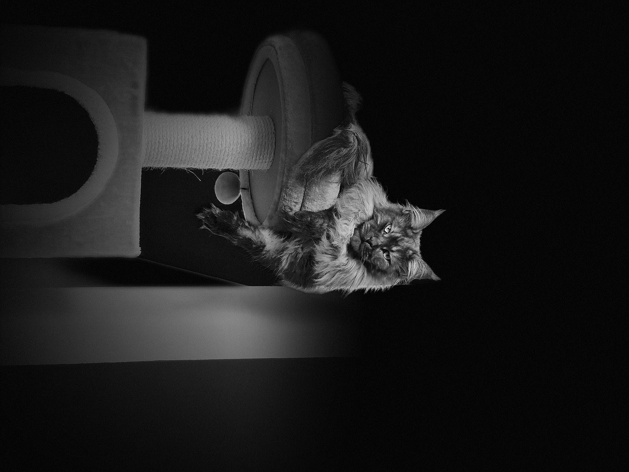 Shelby participe au concours pour gagner de l'argent avec cette photo : black_and_white, carnivore, cat, darkness, domestic_short_haired_cat, felidae, flash_photography, fur, grey, monochrome, monochrome_photography, night, room, small_to_medium_sized_cats, still_life, still_life_photography, style, tail, whiskers, wood